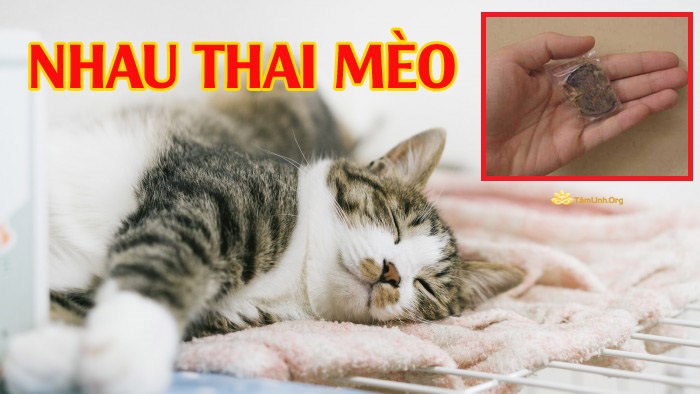 nhau thai meo may man, tai loc, giau co