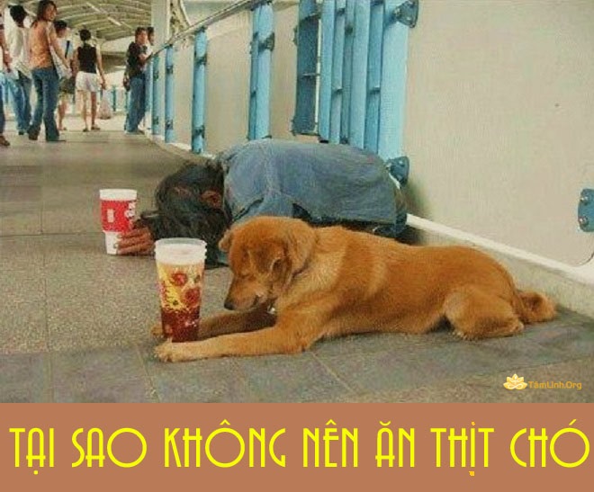 khong an thit cho, tam linh, kieng ky