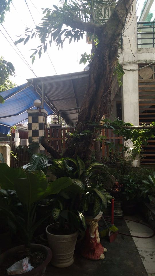 cay si la dai