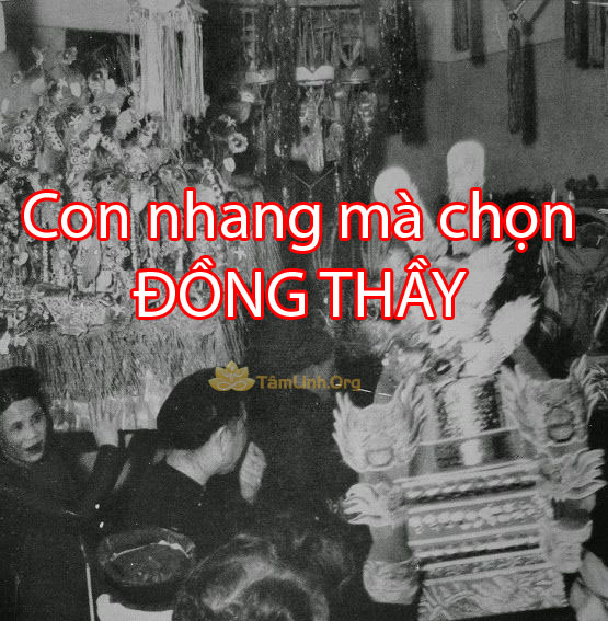 con nhang chon dong thay