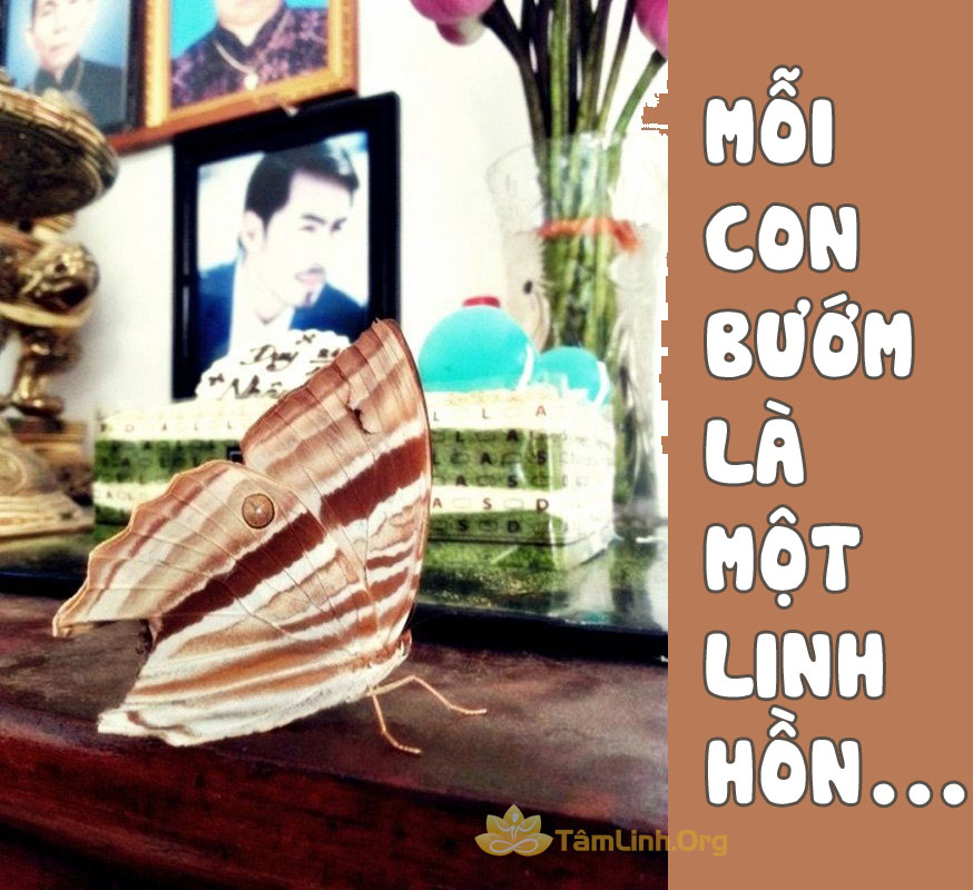 buom bay vao nha khi co nguoi moi chet