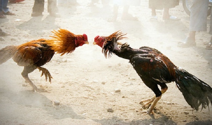 nghiep da ga, choi ga, ga choi